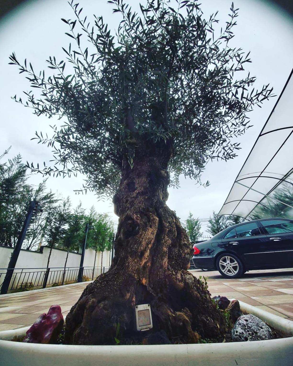 Kamez Hotel Darda מראה חיצוני תמונה